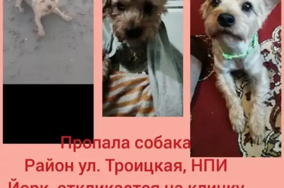 Пропал пес Коржик в Новочеркасске