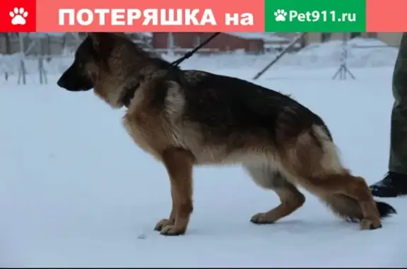 Пропала собака в Невинномысске, вознаграждение гарантировано!