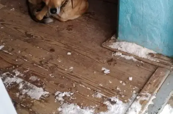 Найдена собака в Лобне на ул. Туголукова 12
