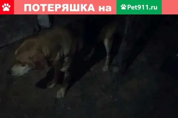 Найден кобель гончей в Кесово, Меленковский район