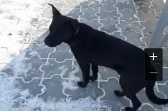 Найден чёрный пёс в Чкаловском районе Екатеринбурга