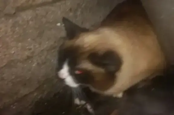Найдена кошка на ул. Маяковского, СПб Центральный район