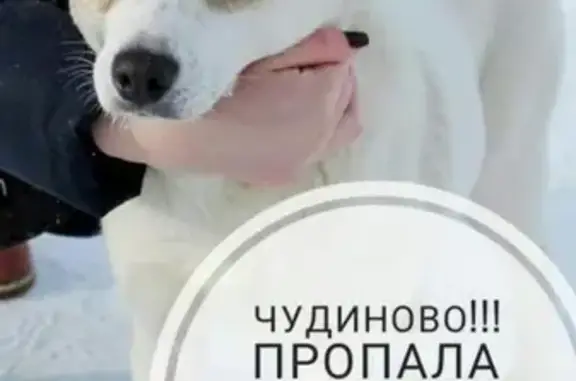 Пропала собака Дина в Чудиново, Вязники