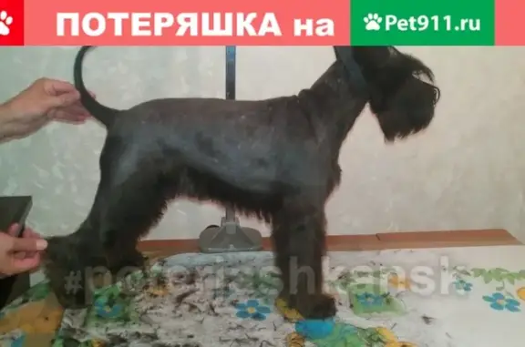 Пропала собака на улице Кошурникова, зовут Лика