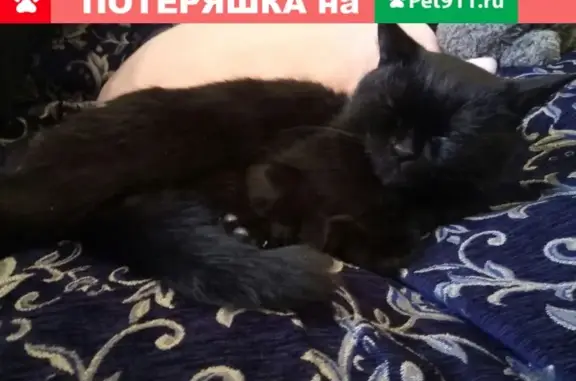 Пропала кошка в Норильске, ул. Богдана Хмельницкого 17