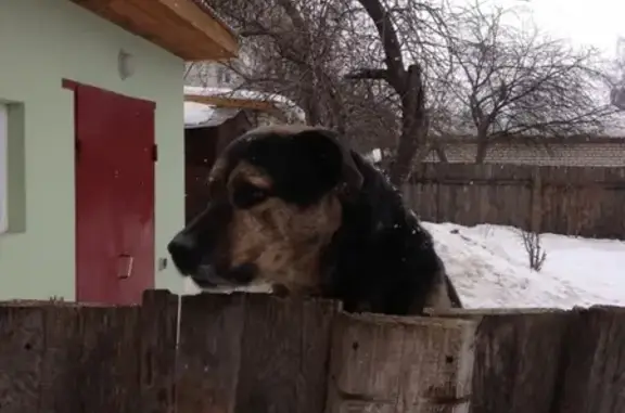 Пропала собака на ул. Крупской, Рязань: черный ратвеллер, крупный.