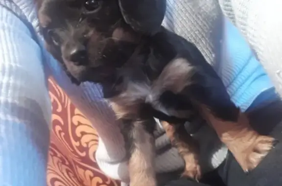 Найден щенок в Чите