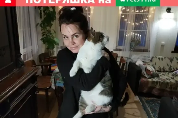Найдена кошка в Санкт-Петербурге, ищем хозяина!
