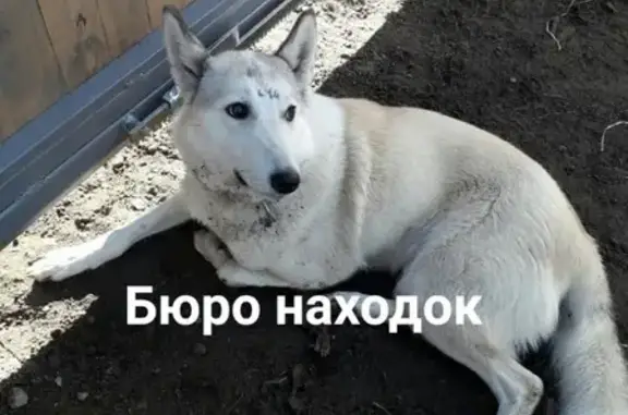 Пропала собака Абби в Архангельске