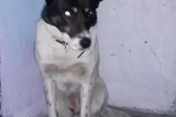 Новокузнецк: найдена ухоженная собака в подъезде