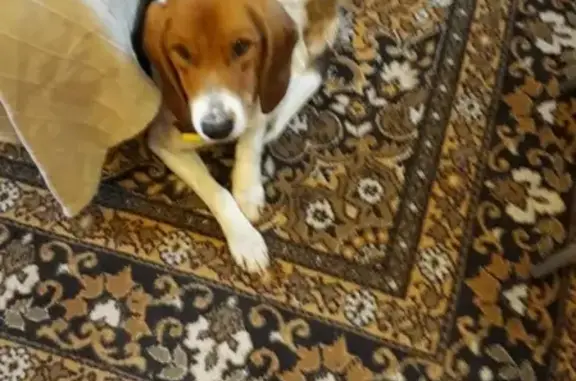 Найдена собака в Кисельне, ищем хозяев