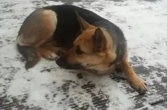 Найдена собака в Кировском районе Павлово-на-Неве