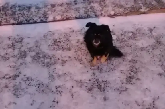 Найдена собака в Тольятти, помогите найти хозяев!