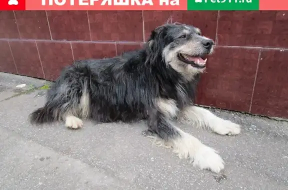 Пропала собака в Калуге: Район Пухова-Чичерина #потеряшки_калуга
