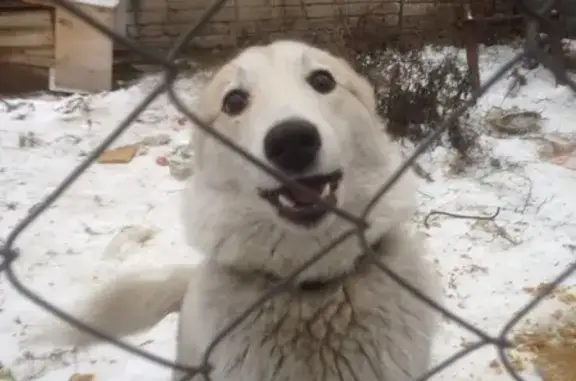 Найдена собака в Петрозаводске, контактная и чистенькая!