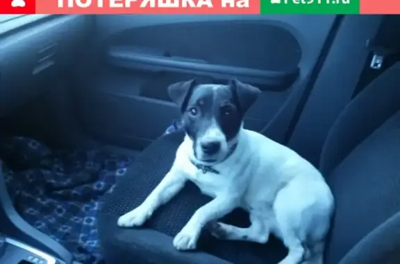 Собака найдена в Краснодаре на ул. Кореновской!