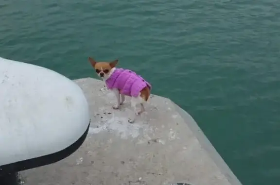 Собака в розовом пальто на набережной, ищем хозяев! [Новороссийск]