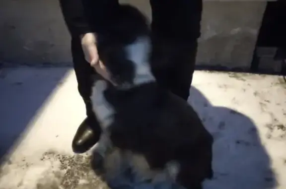 Найдена беременная собака в Оренбурге