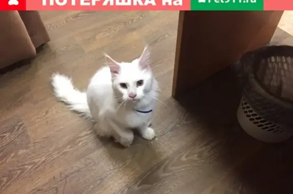 Найден кот в Ханты-Мансийске