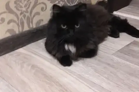 Найден кот в Магнитогорске