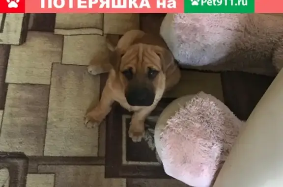 Пропала собака Халк в Армавире, Краснодарский край