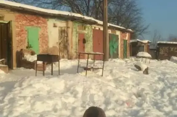 Собаки потеряшки, Великий Новгород, фото: Потеряшка собака в Великом Новгороде