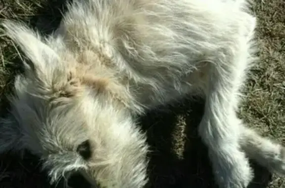 Пропала собака в Ангарске, район горгаза, кличка Ася