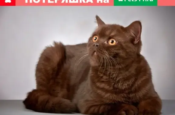 Пропал котик британской породы, найден в Железногорске.