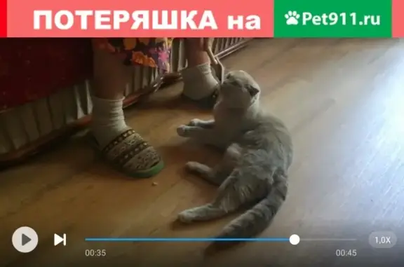 Пропала кошка в Камышине, 3 микрорайон