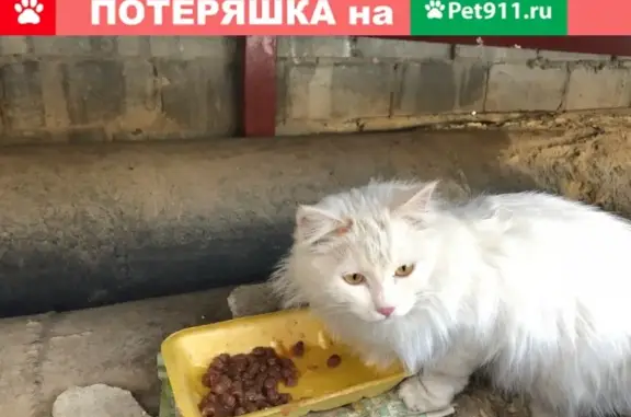 Найдена белая кошка в Златоусте на трубах