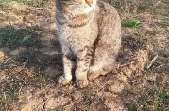 Пропал кот Феликс в Бузулуке, Оренбургская область