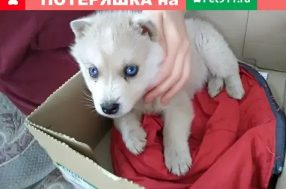 Собаки потеряшки, село Отрадинское, фото: Потеряшка собака в селе Отрадинское, зовут Лиза