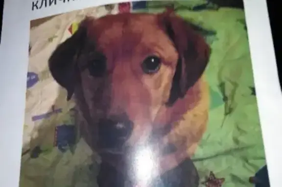 Пропала собака Каспер в Подольске, помогите найти!