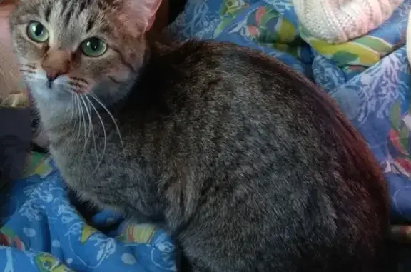 Кошки потеряшки, садовое товарищество Яуза-2, фото: Потеряшка домашняя кошка в Шеметовском, Московская область