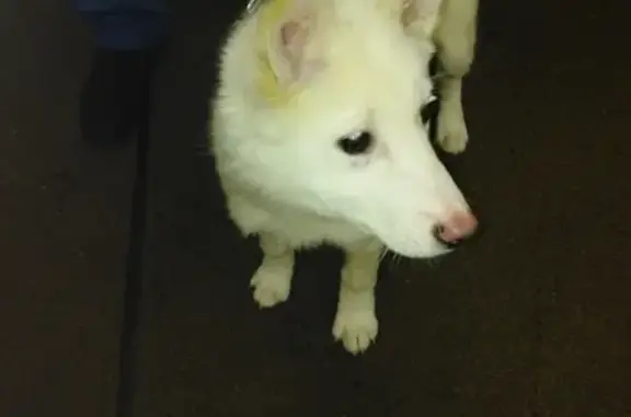 Собака найдена в Салехарде, Россия.