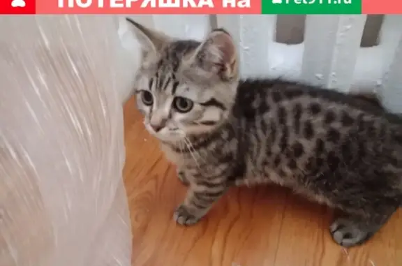 Найден котенок на ул. Галичская, д. 45
