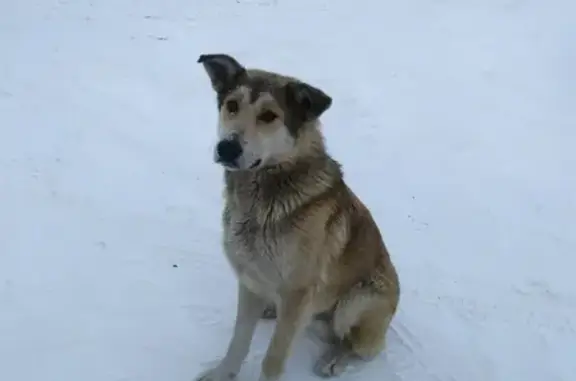 Найдена собака на улице Звездова, Новоильинский район