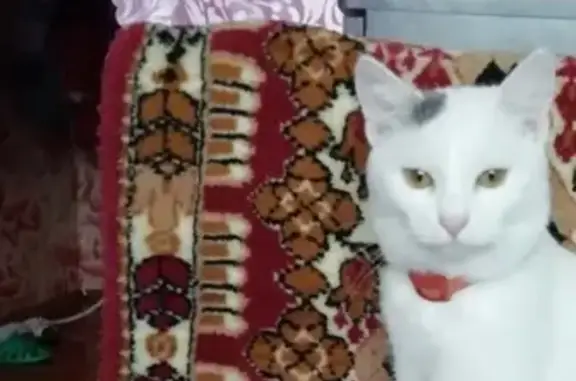 Пропала кошка на Пермской 5 в Нижневартовске