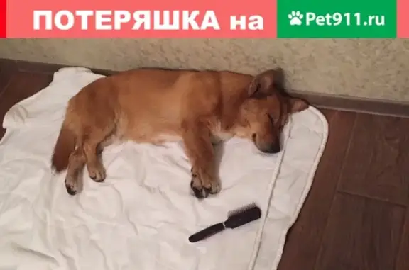 Найден рыжий пес на ул. Тургенева, Краснодар