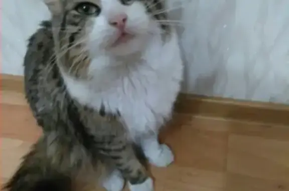 Кошки потеряшки, Новороссийск, фото: Потеряшка кот Бродя с ошейником на Луначарского 6