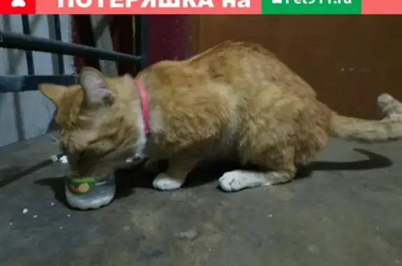 Найден кот на Серпуховской, Калининград