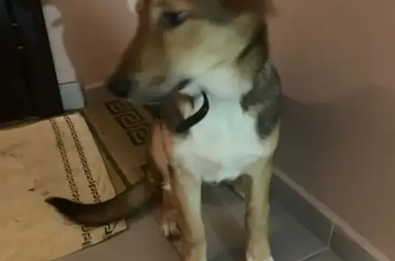 Найдена собака в Нижневартовске с ошейником