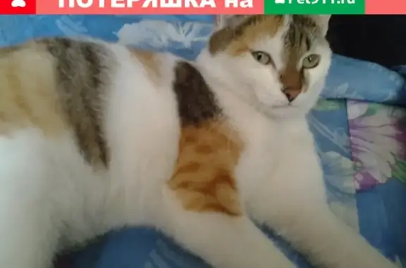 Пропала кошка в Шелехове, откликается на Мусю