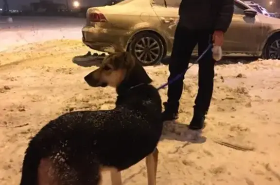 Найдена собака в Одинцово, ул. Белорусская, д.10!