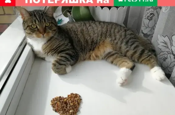 Пропала кошка на ул. Донской в Пионерском, Калининградская обл.