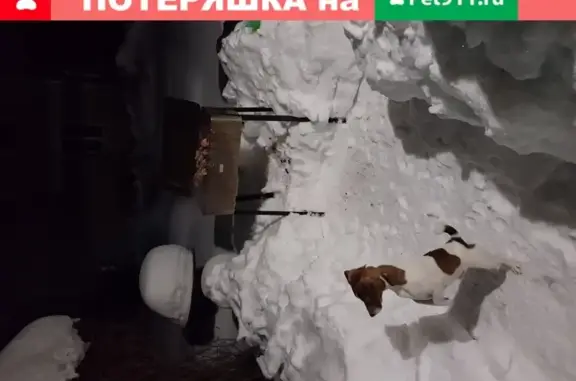 Собаки потеряшки, деревня Глотаево, фото: Потеряшка собака в Глотаево, Московская область