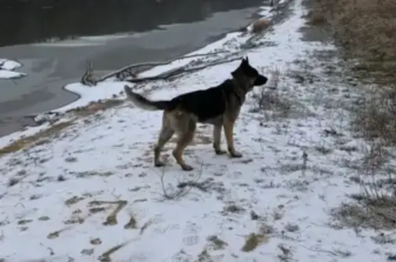 Пропала собака Нико в районе Краснофлотской, Смоленск