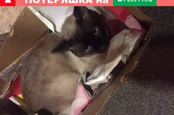 Найдена кошка на улице Композиторов, ВЫБОРГСКИЙ РАЙОН, нужен хозяин