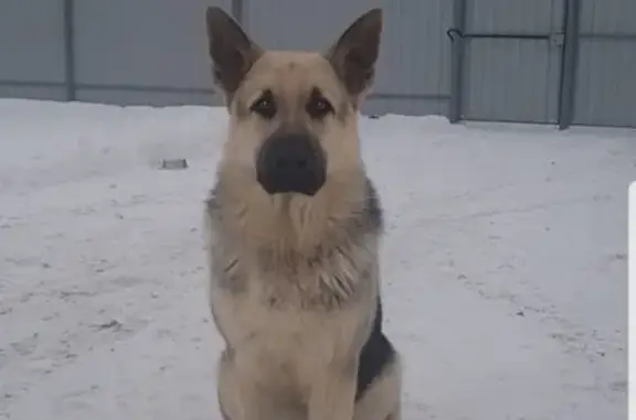 Собаки потеряшки, Муром, фото: Потеряшка собака в Муромском районе, вознаграждение.