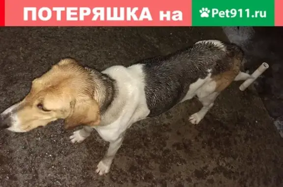 Найдена собака в Воронежской обл.